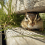 Chipmunk emerging from burrow hole underneath a wooden deck — signs of chipmunk infestation around home structures