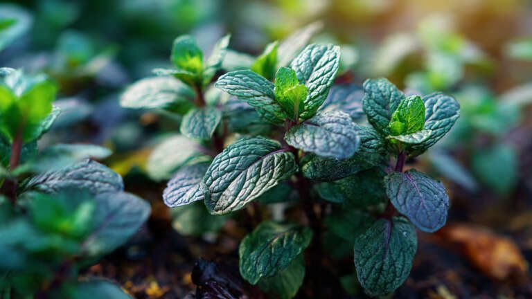 Chocolate mint plant growing in a garden with dark green aromatic leaves.