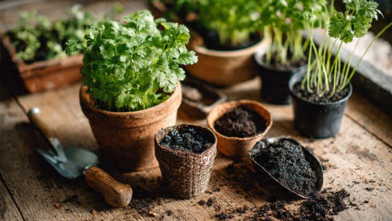 Cilantro seeds and small pots ready for planting at home