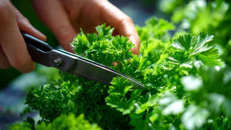 harvesting parsley leaves correctly