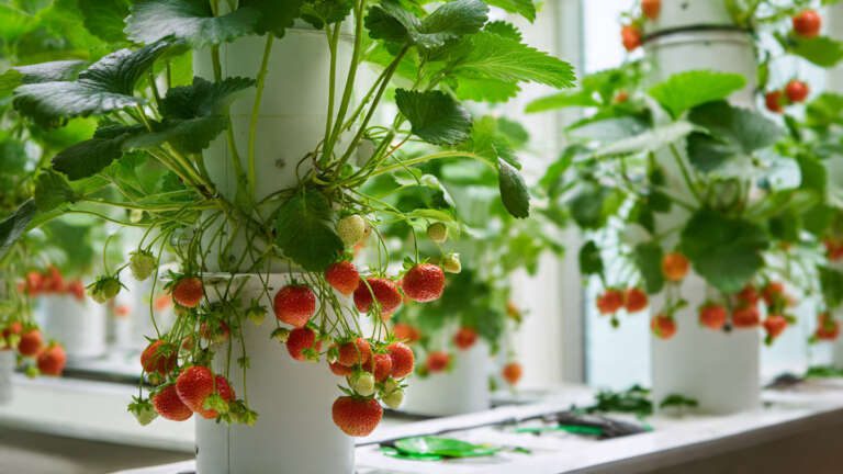 Indoor hydroponic strawberry garden with vertical towers and LED lights