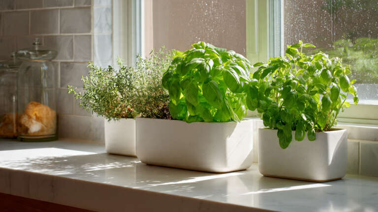 “Low-maintenance indoor herb garden on a sunny kitchen windowsill with basil, mint, and thyme.”