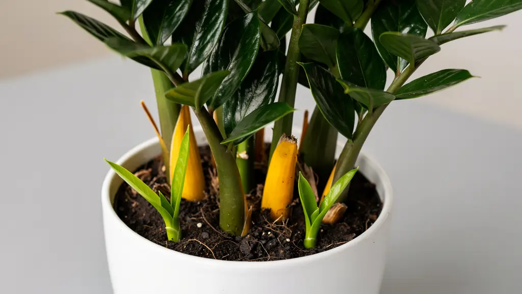 Healthy ZZ plant with naturally yellowing lower leaves while fresh new green shoots emerge from the soil