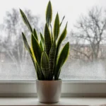 Snake plant with tall sword-shaped dark green leaves in a bright apartment window in winter