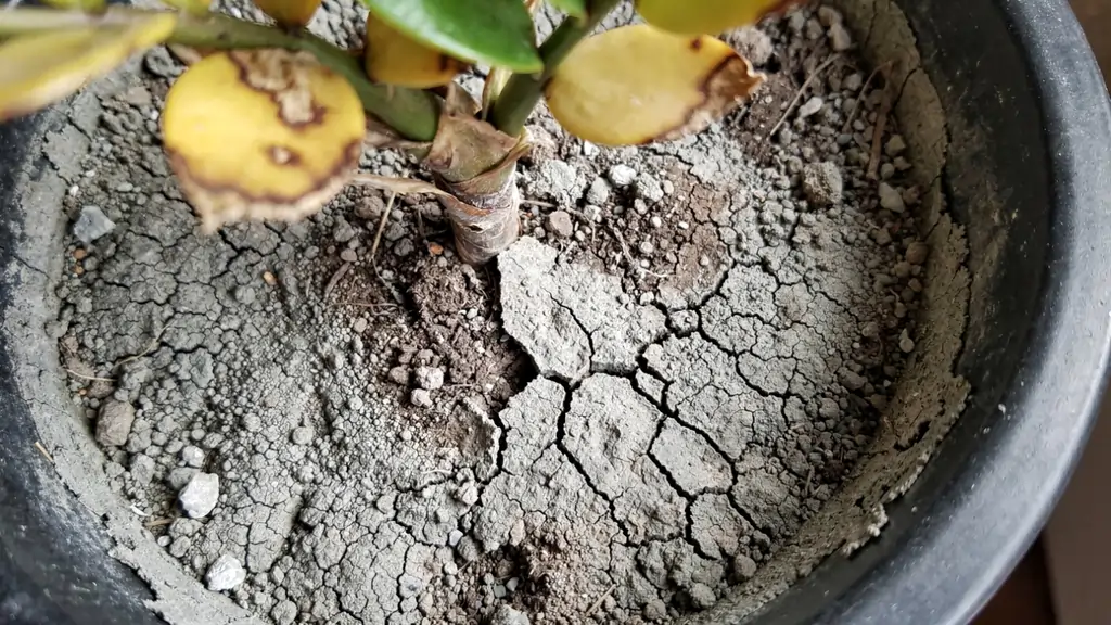 ZZ plant pot showing bone-dry cracked soil pulling away from the edges due to underwatering