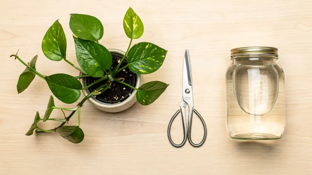 Clean scissors, clear glass jar with water, and a pothos mother plant ready for propagation