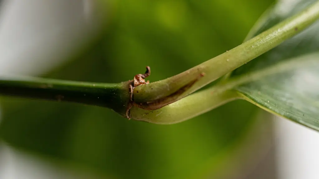 Close-up of a pothos stem showing the node — a small brown bump where the leaf meets the stem